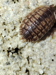 Lucasius pallidus