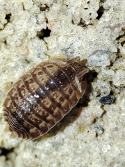 Lucasius pallidus