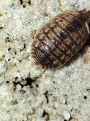 Lucasius pallidus