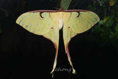 Actias maenas