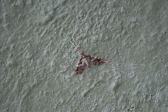 Lineodes