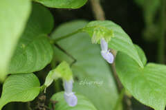 Rhynchoglossum