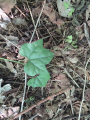 Menispermum canadense