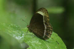 Mycalesis anaxias