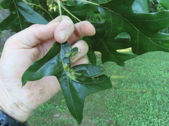 Taphrina caerulescens