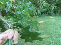 Taphrina caerulescens