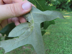 Taphrina caerulescens