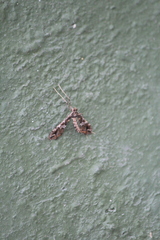 Lineodes