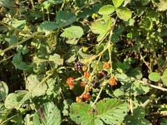 Rubus creticus