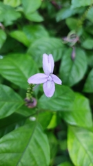 Pseuderanthemum crenulatum