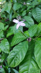Pseuderanthemum crenulatum