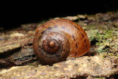 Cyclophorus ateribalteiformis