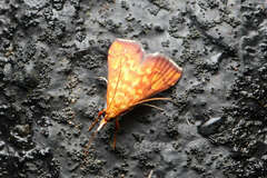 Pyraustinae