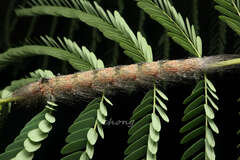 Gastropacha quercifolia