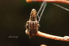 Cyphalonotus