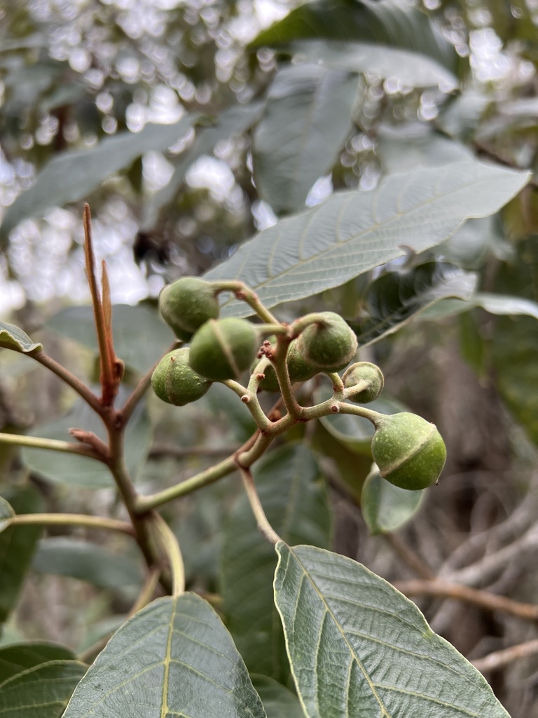 Alphitonia ponderosa