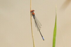 Pseudagrion massaicum