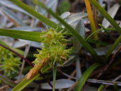 Carex flaviformis