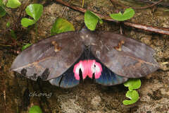 Phyllodes consobrina