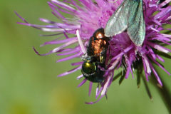 Cryptocephalus