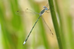 Lestes plagiatus