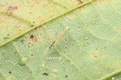 Miromantis yunnanensis