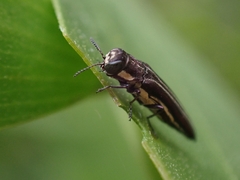 Agrilus