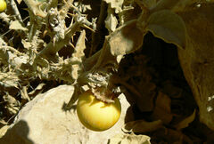 Solanum incanum