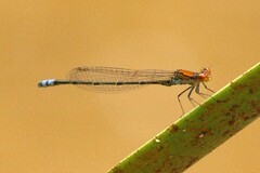 Pseudagrion massaicum