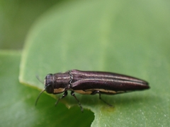 Agrilus