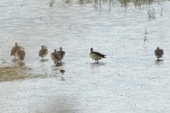 Sarkidiornis melanotos