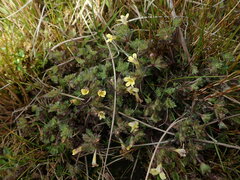 Euphrasia cockayneana