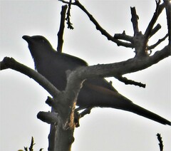 Onychognathus morio morio