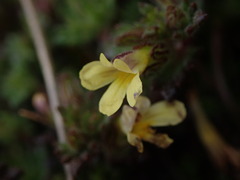 Euphrasia cockayneana