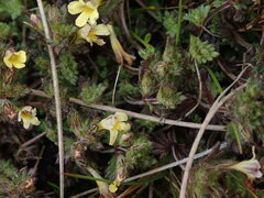 Euphrasia cockayneana
