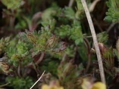 Euphrasia cockayneana
