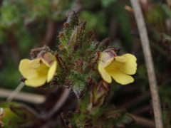 Euphrasia cockayneana