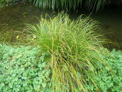 Carex testacea