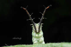 Pseudergolis wedah