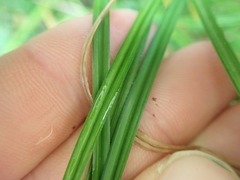 Carex testacea