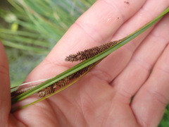 Carex testacea