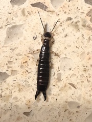 Euborellia annulipes