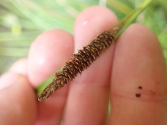 Carex testacea