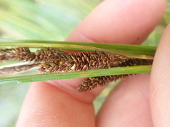 Carex testacea