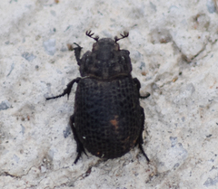 Trogidae