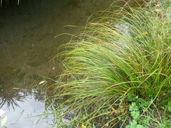 Carex testacea