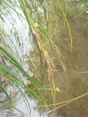Carex testacea