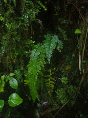 Asplenium cimmeriorum
