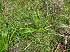Hypoxis hemerocallidea