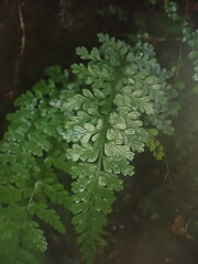 Asplenium cimmeriorum